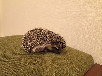 f:id:poteharibo:20150926231244j:plain f:id:poteharibo:20150926231244j:plain