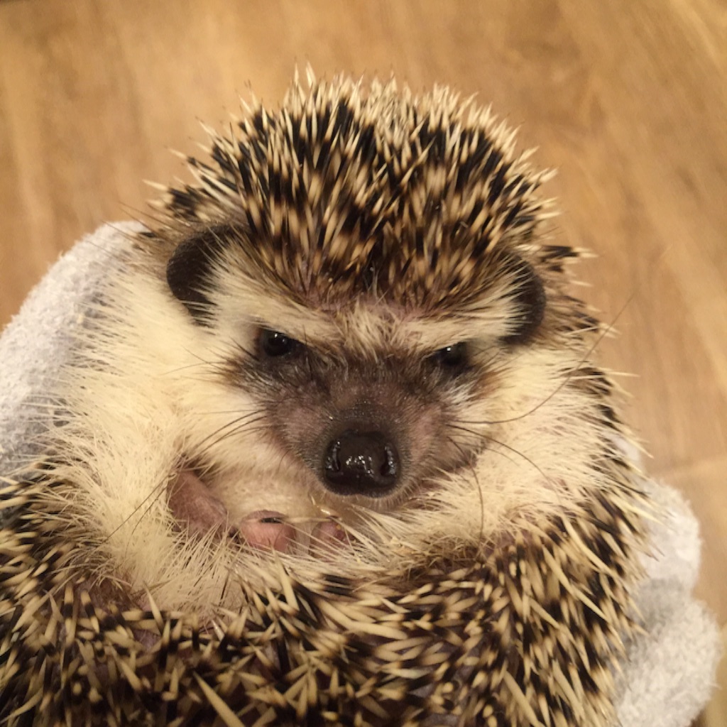 f:id:poteharibo:20151116100758j:image f:id:poteharibo:20151116100758j:image