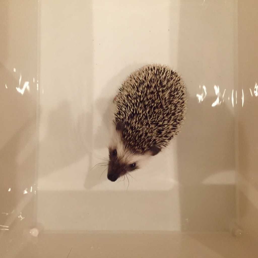f:id:poteharibo:20151121020356j:image f:id:poteharibo:20151121020356j:image