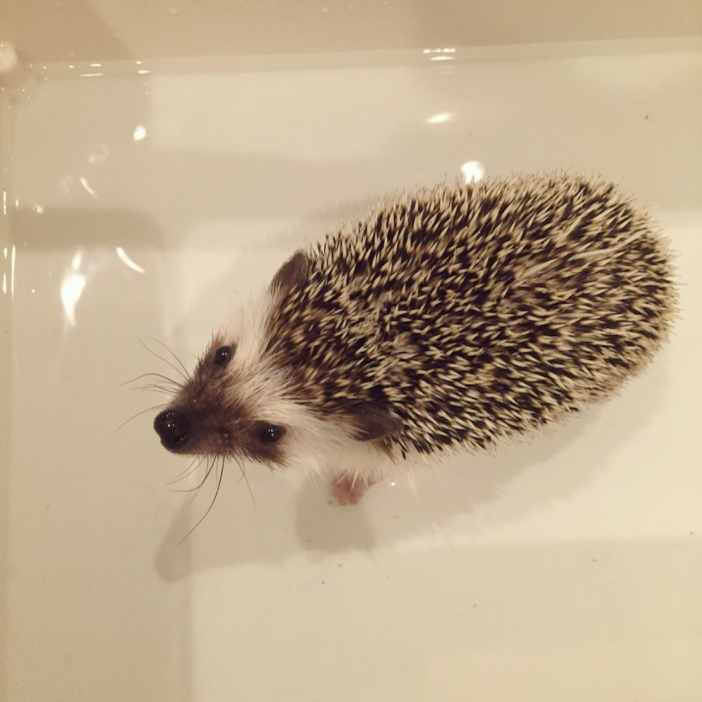 f:id:poteharibo:20151121020407j:image f:id:poteharibo:20151121020407j:image