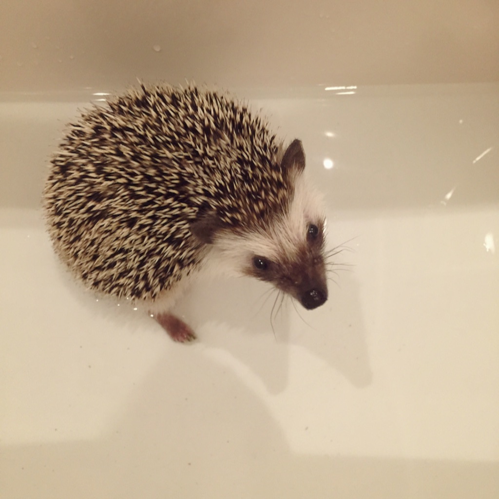 f:id:poteharibo:20151121020417j:image f:id:poteharibo:20151121020417j:image