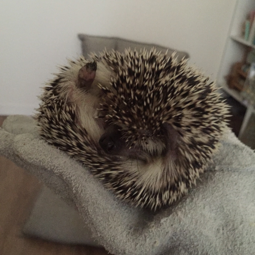f:id:poteharibo:20151126101506j:image f:id:poteharibo:20151126101506j:image