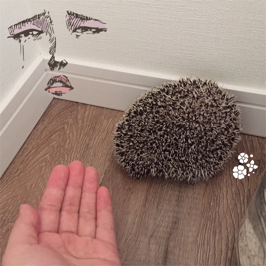 f:id:poteharibo:20160427123236j:image f:id:poteharibo:20160427123236j:image