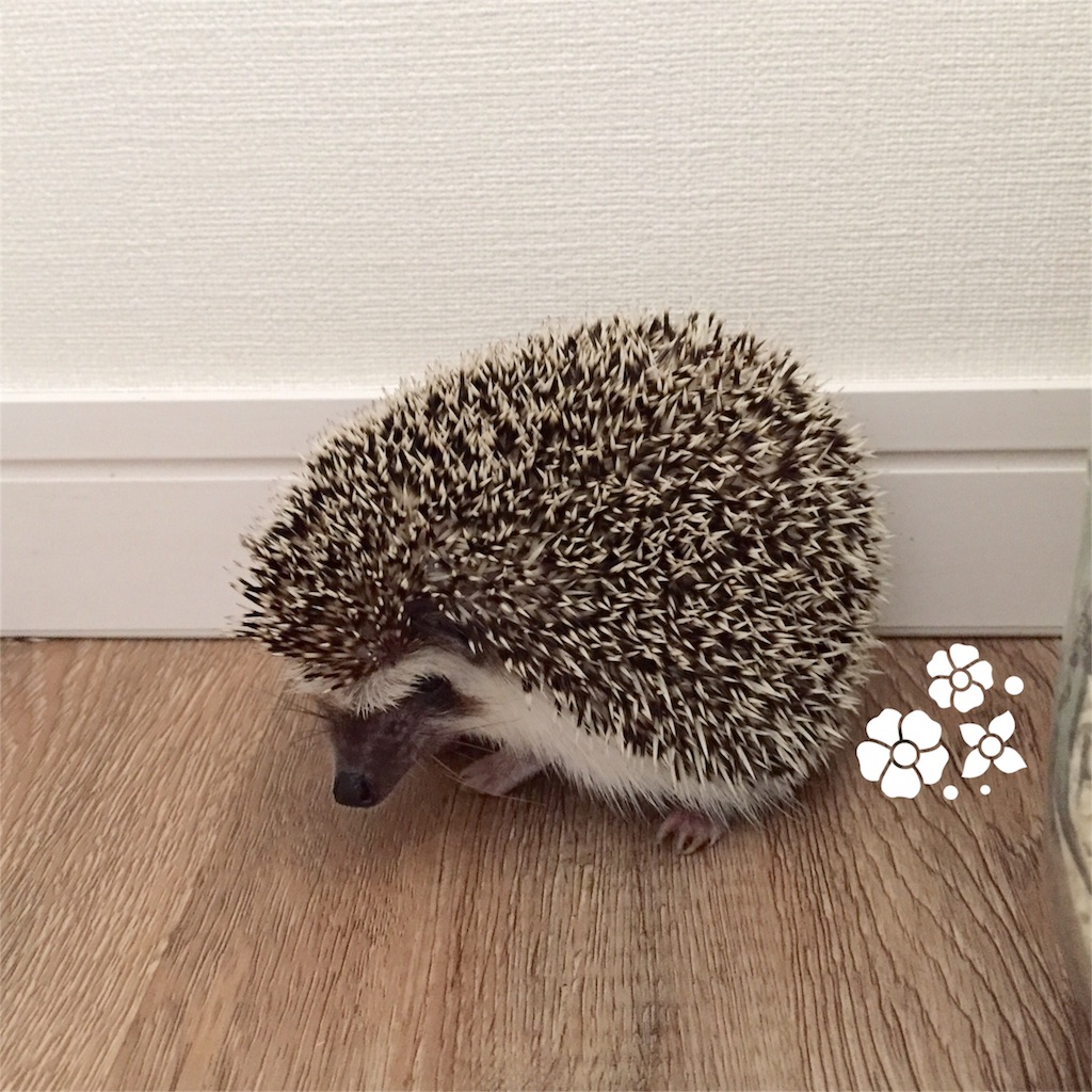 f:id:poteharibo:20160427123245j:image f:id:poteharibo:20160427123245j:image