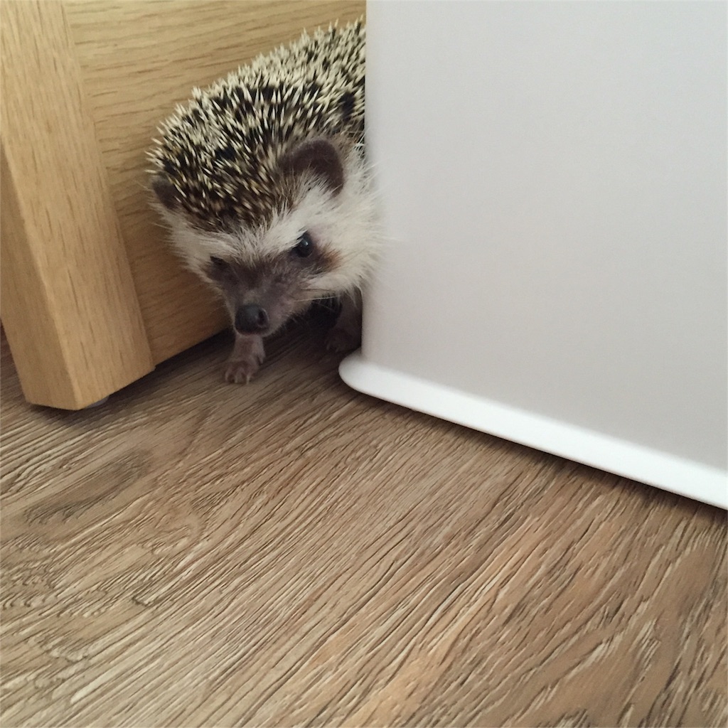 f:id:poteharibo:20160830215803j:image f:id:poteharibo:20160830215803j:image