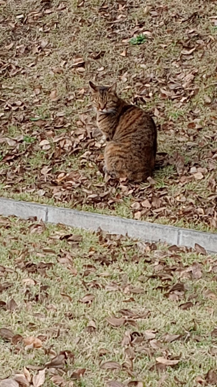 f:id:poteko07:20231129122406j:image