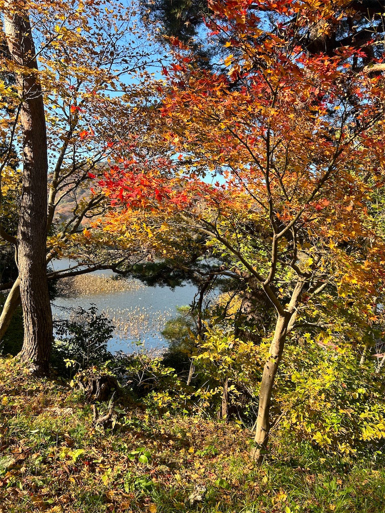 f:id:potetomelon:20221125013353j:image