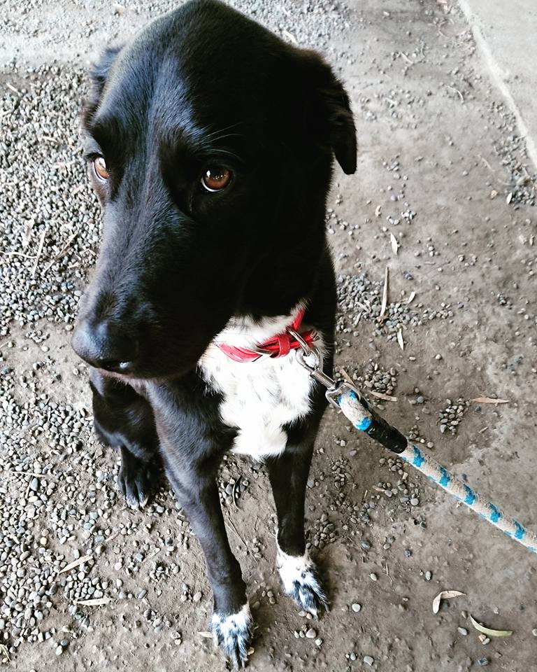 ぽてぃろーという犬物を紹介します ぽてぃろーの毎日が好日