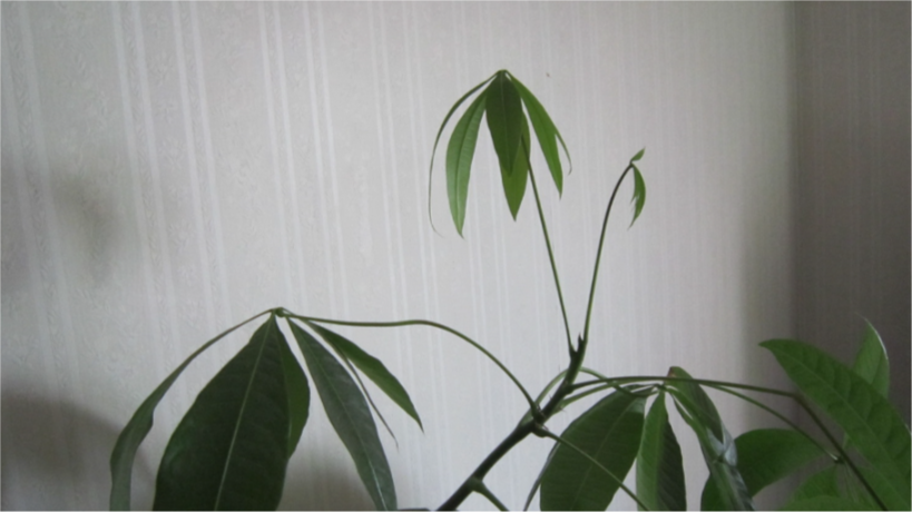 f:id:potosuchang:20220408111408p:plain