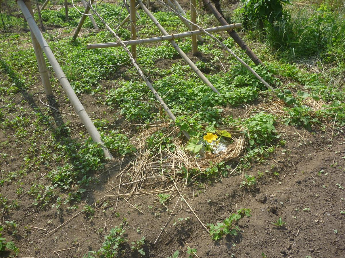 f:id:pottering_potarin:20200605081518j:plain f:id:pottering_potarin:20200605081518j:plain