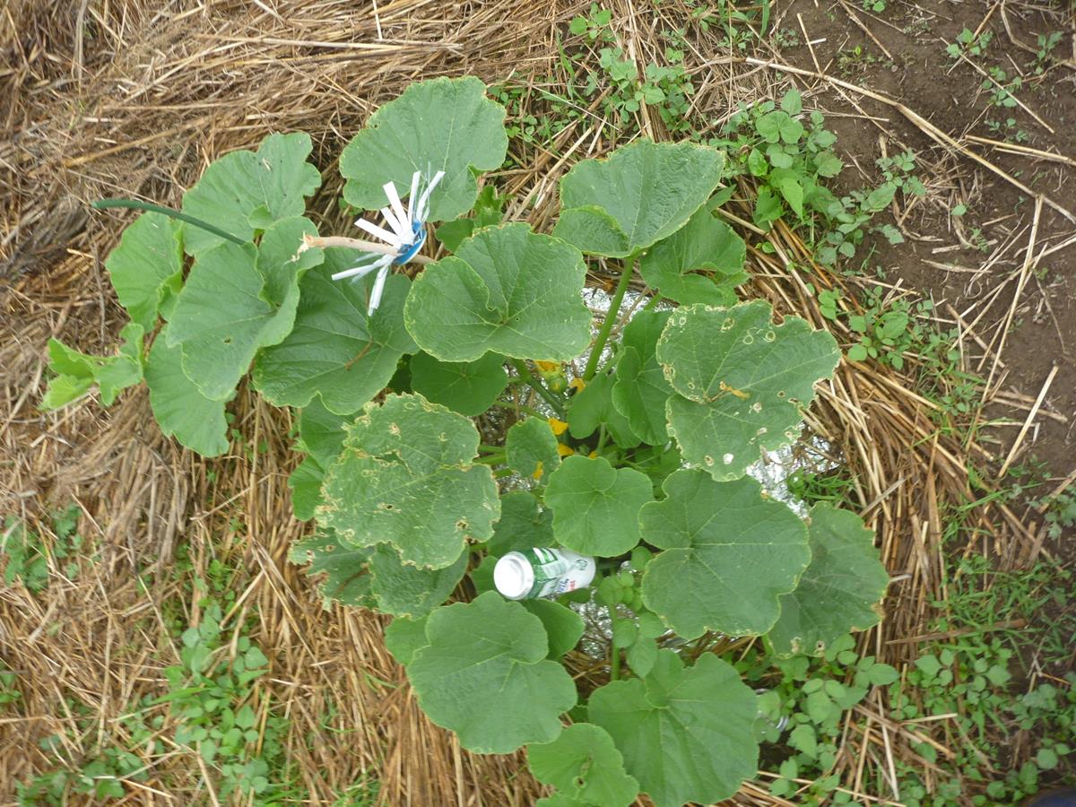 f:id:pottering_potarin:20200607071406j:plain f:id:pottering_potarin:20200607071406j:plain