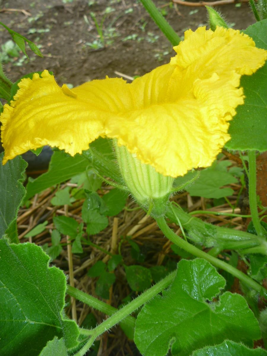 f:id:pottering_potarin:20200622073926j:plain