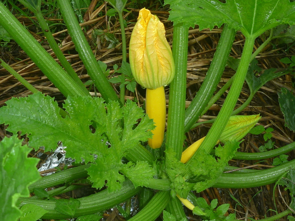 ズッキーニ　黄色　カボチャの仲間