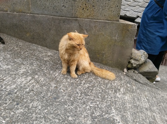 男木島　猫　猫島
