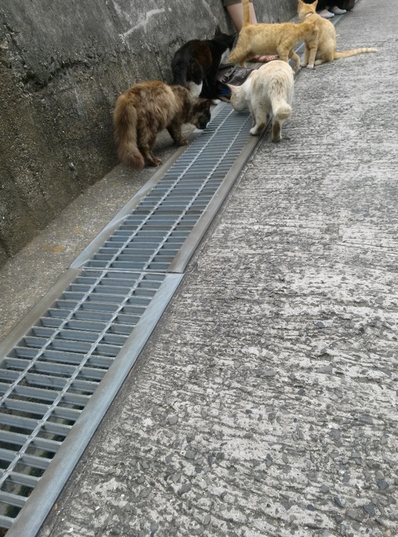 男木島　猫　猫島