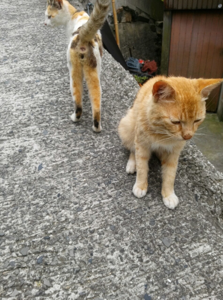 男木島　猫　猫島
