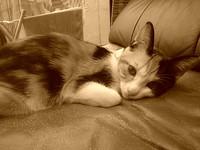 20080209140840