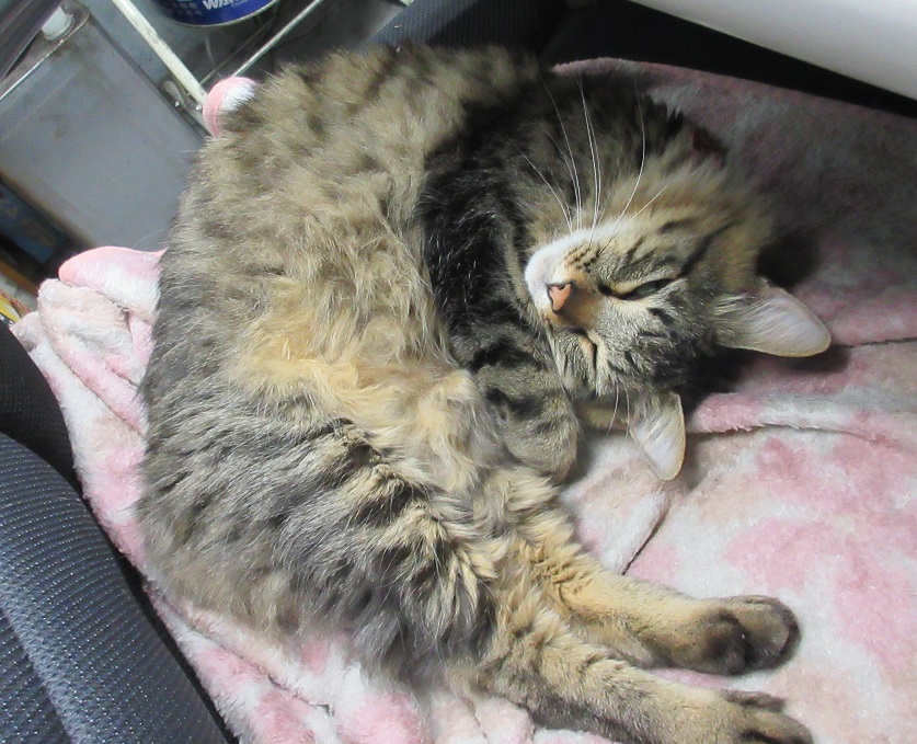 f:id:powersta:20210123131437j:plain