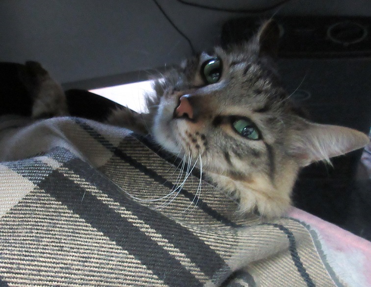 ビーノメインスタンド交換 - POWER STATION STAFFのつれづれ日記