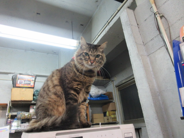 f:id:powersta:20220125183311j:plain