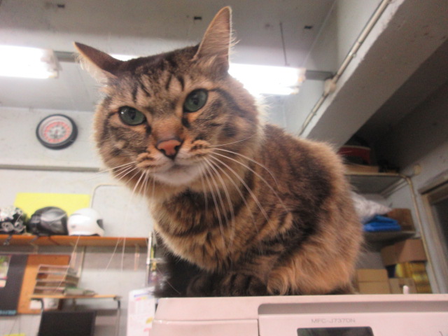 f:id:powersta:20220125184054j:plain