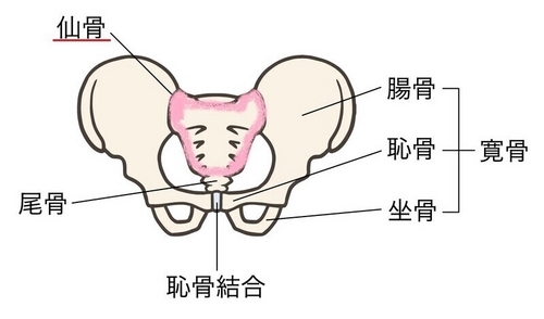 仙骨