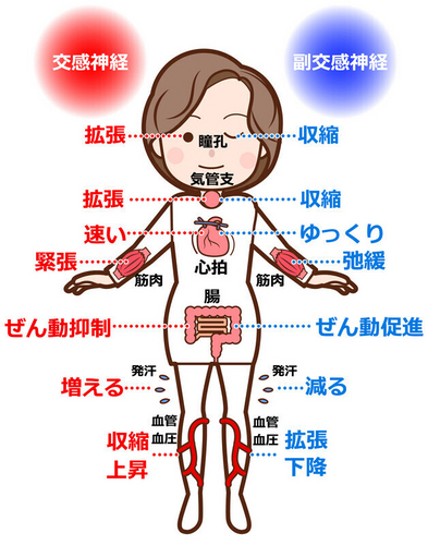 交感神経と副交感神経500