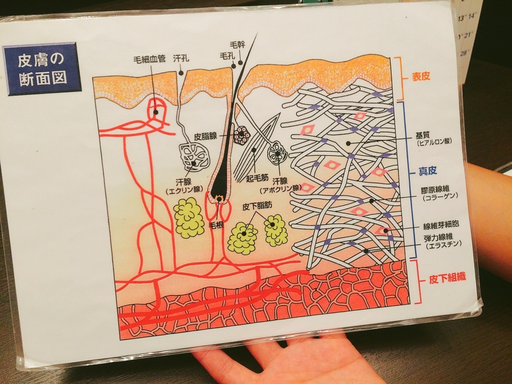 f:id:poyohiyo:20171003111726j:plain