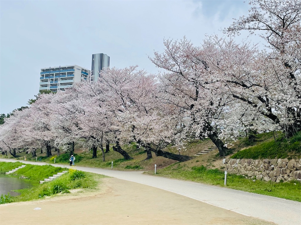 f:id:poyopo-yo:20260404204130j:image