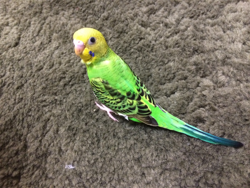 ピッコロとの出会い はてなインコ
