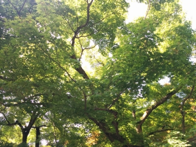 f:id:pppoooppp:20160731171905j:plain