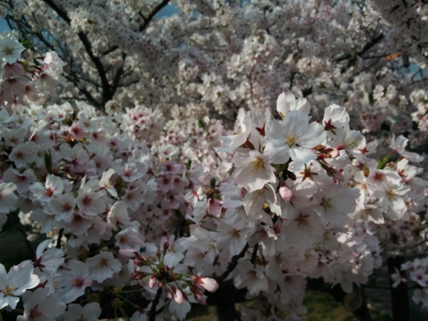 f:id:pppoooppp:20170409154241j:plain
