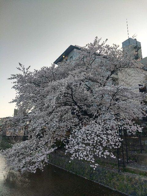 f:id:pppoooppp:20180331112143j:image f:id:pppoooppp:20180331112143j:image