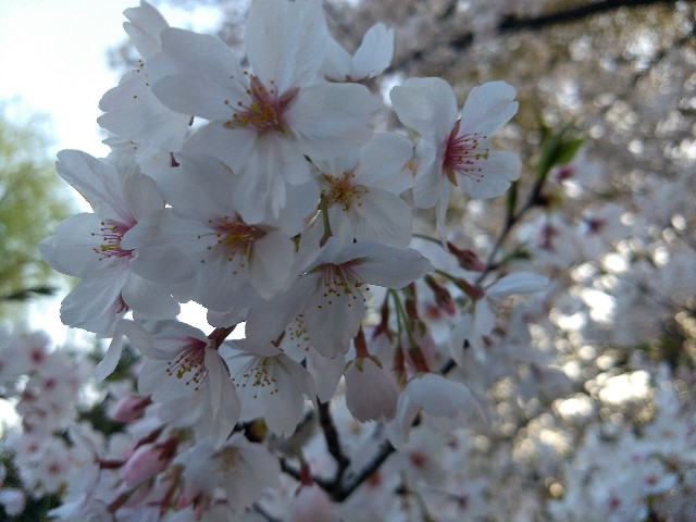 f:id:pppoooppp:20180331112218j:image f:id:pppoooppp:20180331112218j:image