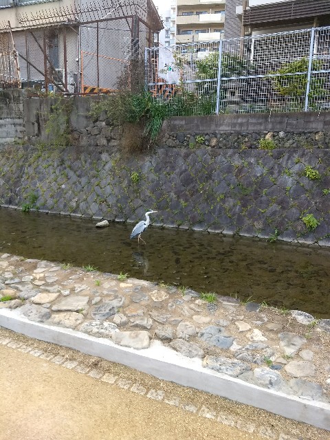 f:id:pppoooppp:20180409212022j:image f:id:pppoooppp:20180409212022j:image