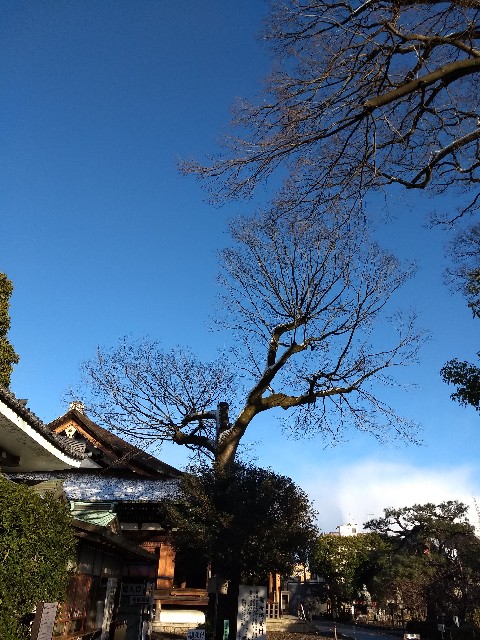f:id:pppoooppp:20190126222851j:image f:id:pppoooppp:20190126222851j:image