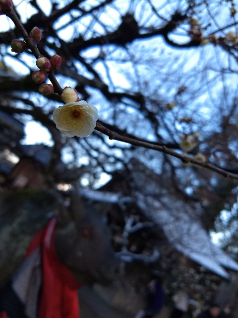 f:id:pppoooppp:20190126223030j:image f:id:pppoooppp:20190126223030j:image