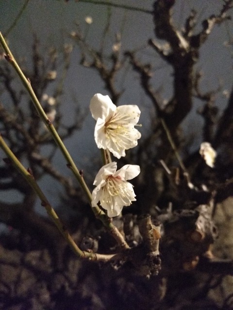 f:id:pppoooppp:20190222003156j:image