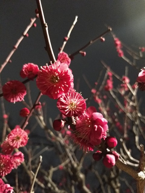 f:id:pppoooppp:20190222003210j:image