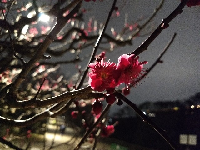 f:id:pppoooppp:20190222003348j:image