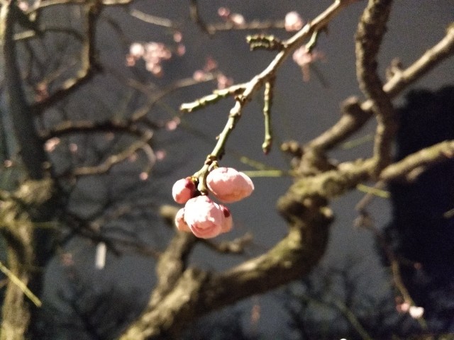 f:id:pppoooppp:20190222003404j:image