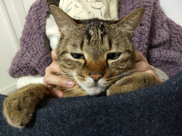 f:id:pppoooppp:20190222003525j:image