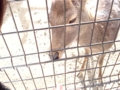 [081130remo天王寺動物園]