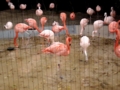 [081130remo天王寺動物園]