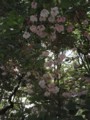 [090418桜の通り抜け]