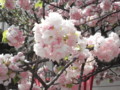 [090418桜の通り抜け]