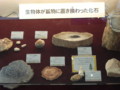 [110703化石展]