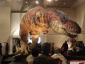 [120311恐竜の成長展]