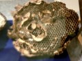 [120728ハチの世界]