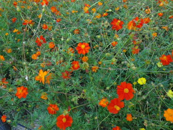 f:id:prader-willi:20130930030804j:image:w500 f:id:prader-willi:20130930030804j:image:w500